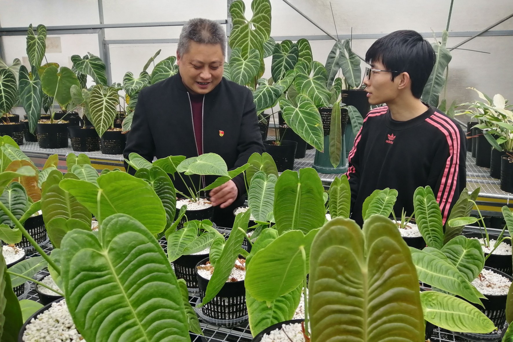 城虽已迎来初雪,但在漆桥街道和平村绿色创业基地热带花卉种植区,花烛