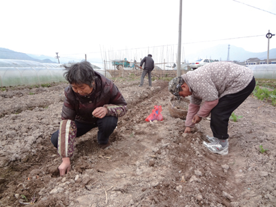 图为2月8日,店头村老黄一家人正在耕地播种马铃薯.