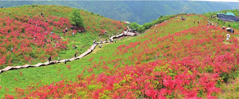 連日來,沙埠鎮太湖山上的萬畝杜鵑花迎來了盛花期,滿山遍野的鮮花