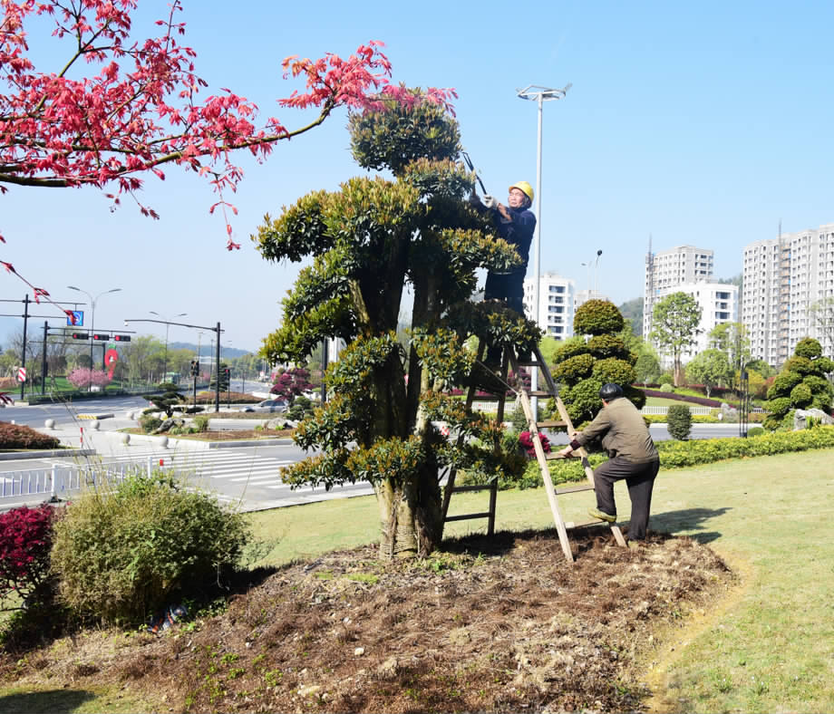 修剪樹木美化公路