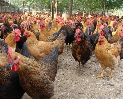 夏季蛋鸡高产十八条