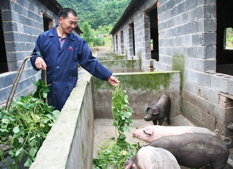 图为赵伟敏在给草猪喂番薯藤.