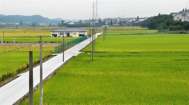 藻溪镇对石粮食功能区
