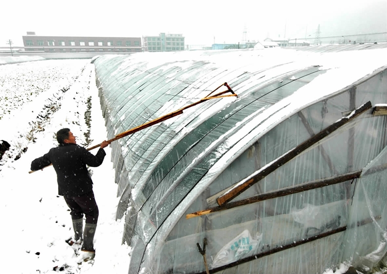 板橋的草莓種植戶用自制的除雪棒給大棚除雪.