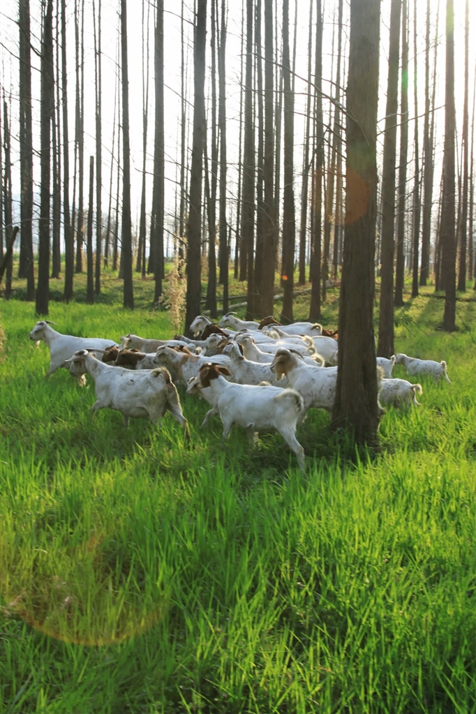 我市生态畜牧业畜势待发迈向转型升级之路