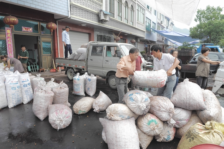 小货车从四面八方赶来,把刚从农户那里收购来的山核桃运到这儿,进行