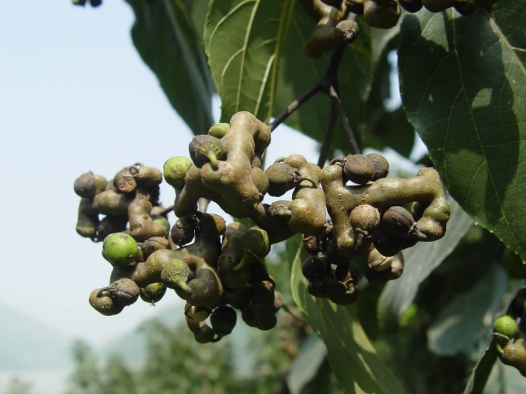 肉甜还可解酒金钩子进入果期