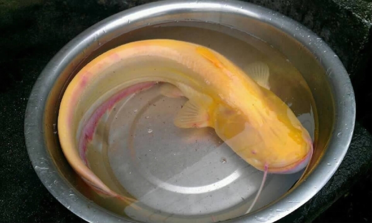 黄颜色和鲶鱼很像的鱼图片