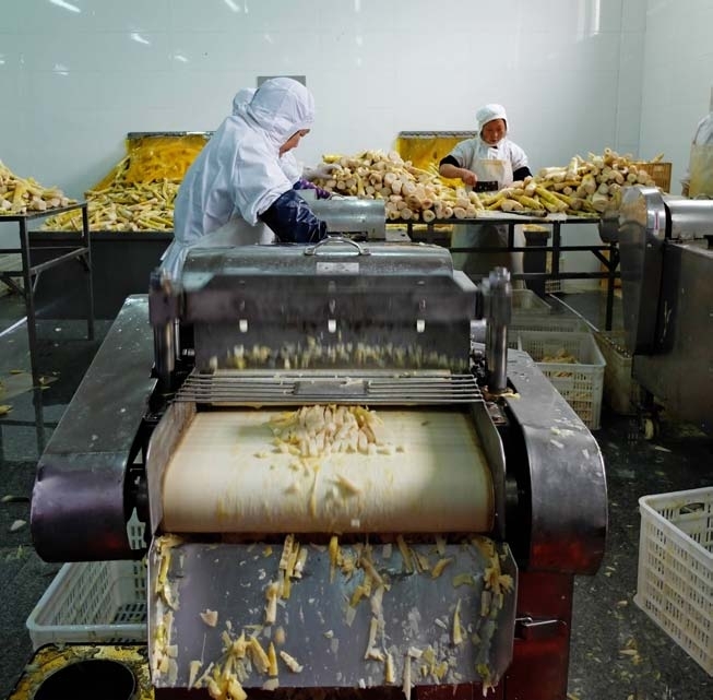 竹笋加工企业比较淡定