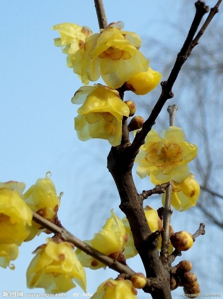 眼下是三九天气,腊梅花已竞相绽放,暗香来袭.