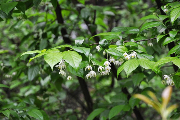 细果秤锤树   通讯员 张慧摄