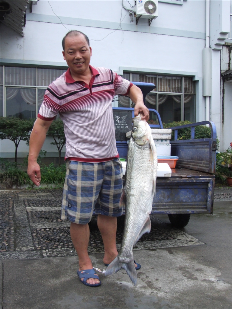 这条翘嘴白条有18斤重