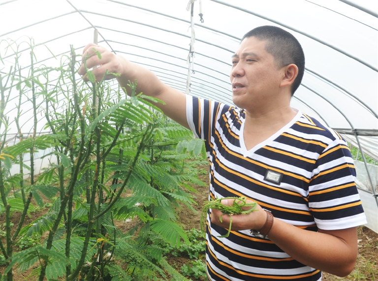 云南美味臭菜安家临安