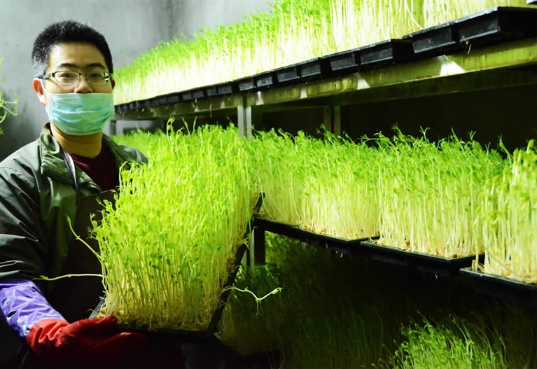 有机芽苗菜走上餐桌