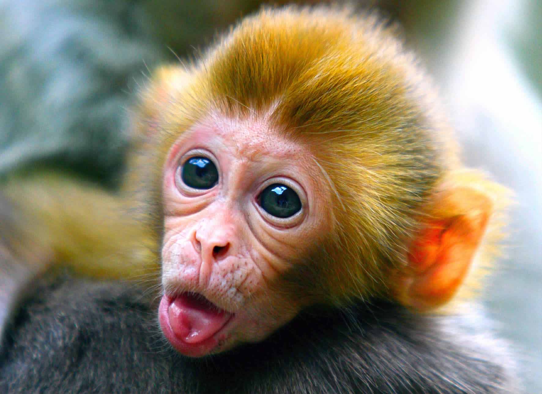 早期猴子照片图片
