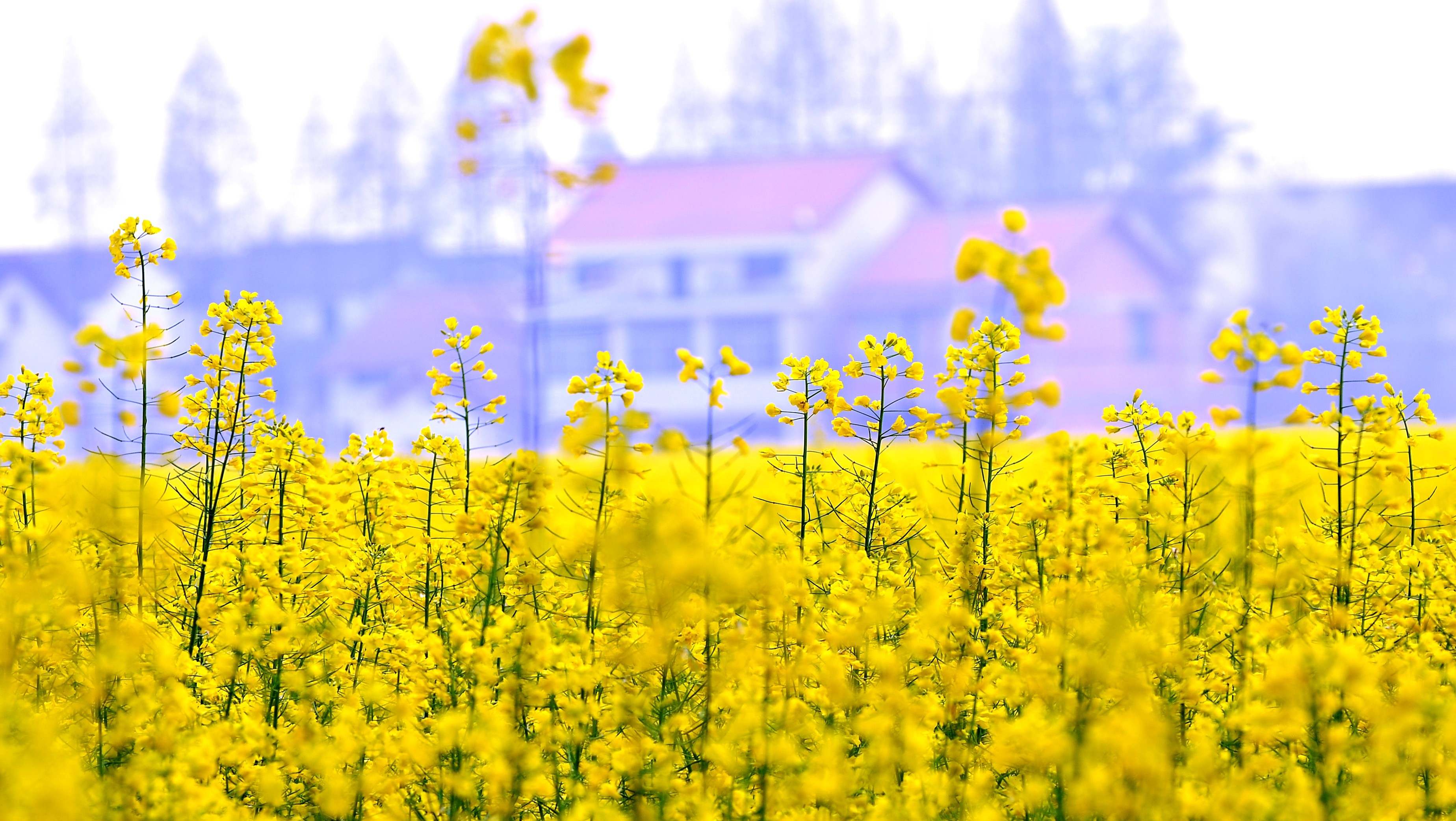 油菜花开