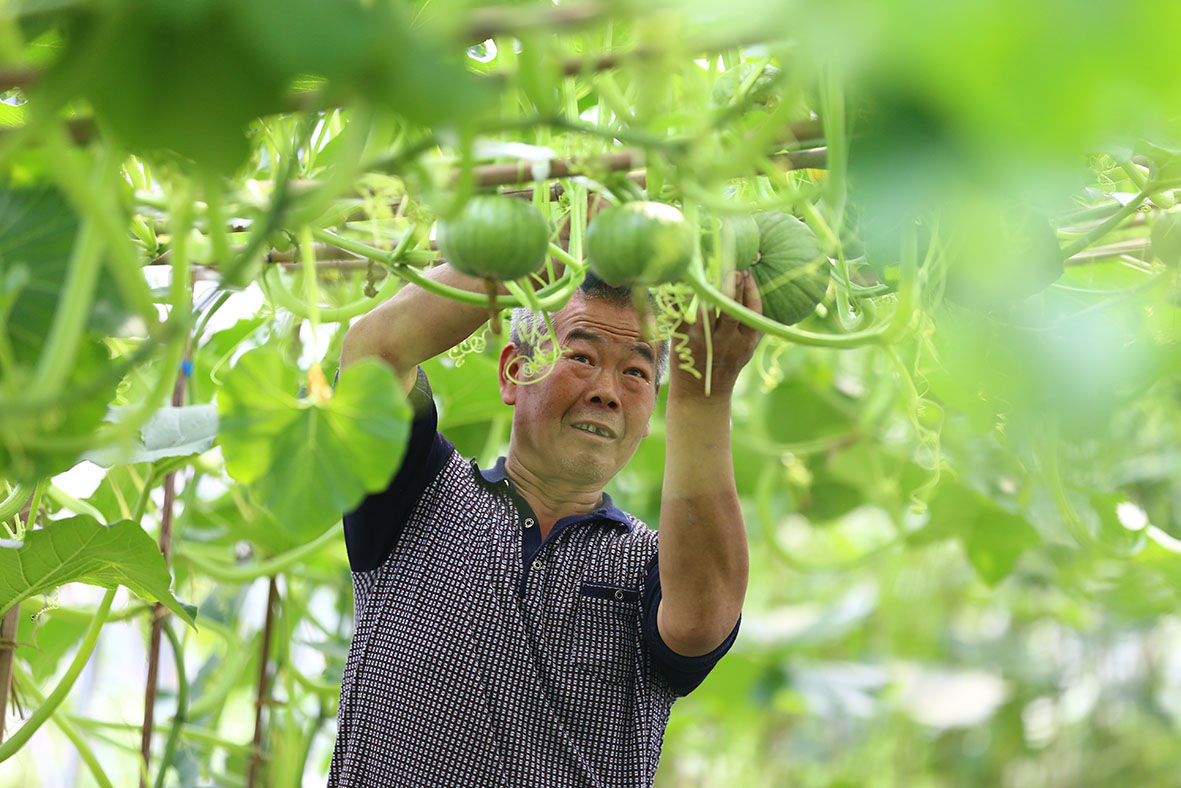 清涼峰鎮菜園子裡的農業供給側改革