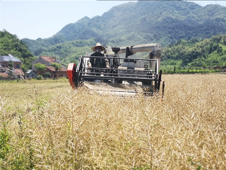 机械收割油菜籽效率高