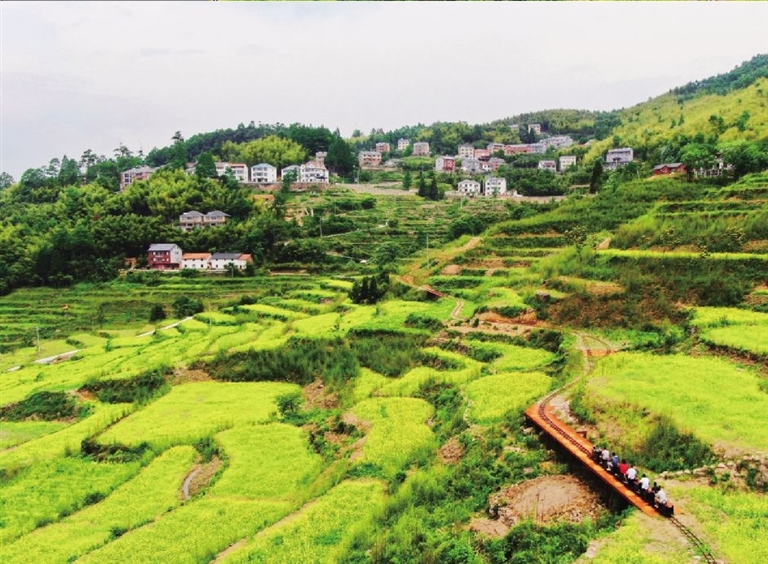 高虹鎮大山村林家塘近300畝梯田裡的油菜花兒一片金黃,與古樸的高山