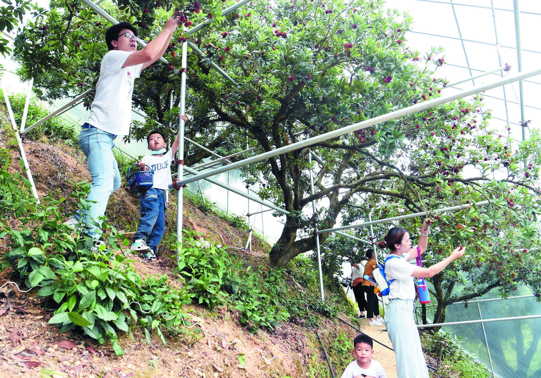 杨梅山庄_深圳杨梅坑鹿嘴山庄_深圳杨梅坑山庄