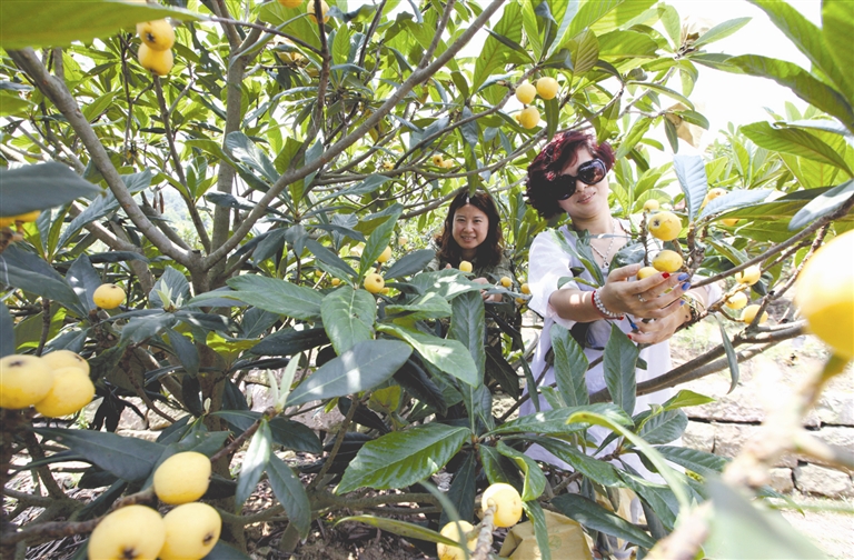 曹家村的山头肖枇杷基地,不时传出一阵阵欢声笑语,人们尽情地享受采摘