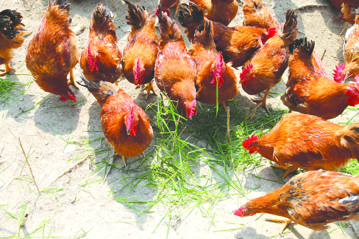 亲土鸡中的战斗飞鸡来了