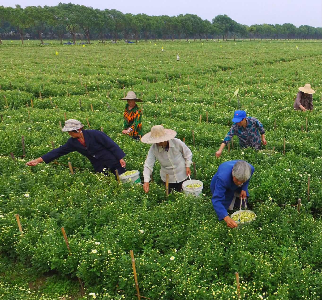 胎菊開採