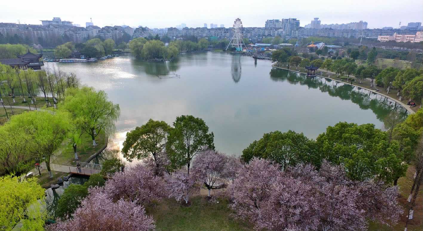 图为昨天,新世纪公园湖畔柳树青翠,紫叶李盛开,满园春色惹人醉