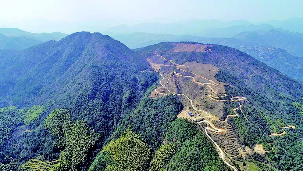 霄岭盘龙山野樱花迎来春天