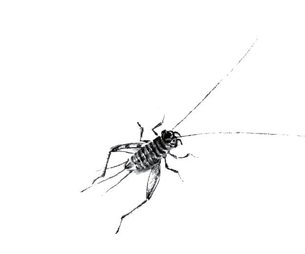 蟋蟀怎么画素描图片