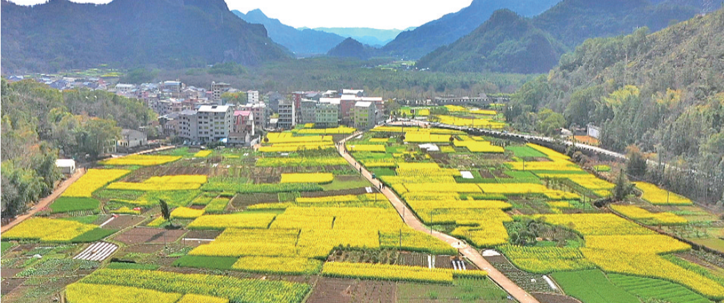 沙头镇珠岸村