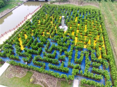 上海金山植物迷宫图片