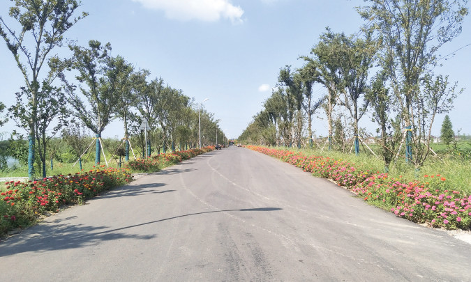 桥头镇小杨村特色田园乡村道路