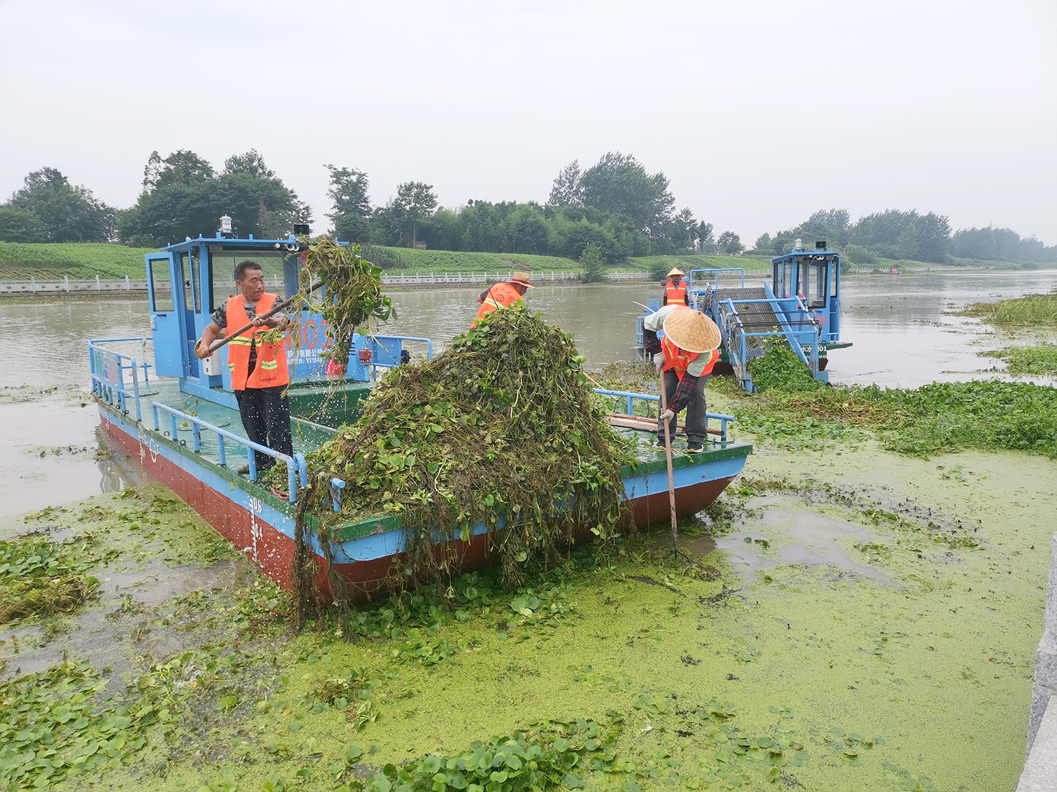 打捞队伍,集中打捞全县所有排灌河道水葫芦,水浮萍,水花生,全力清除