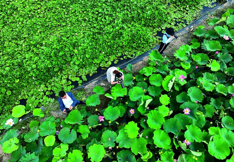 云水湾湿地公园图片