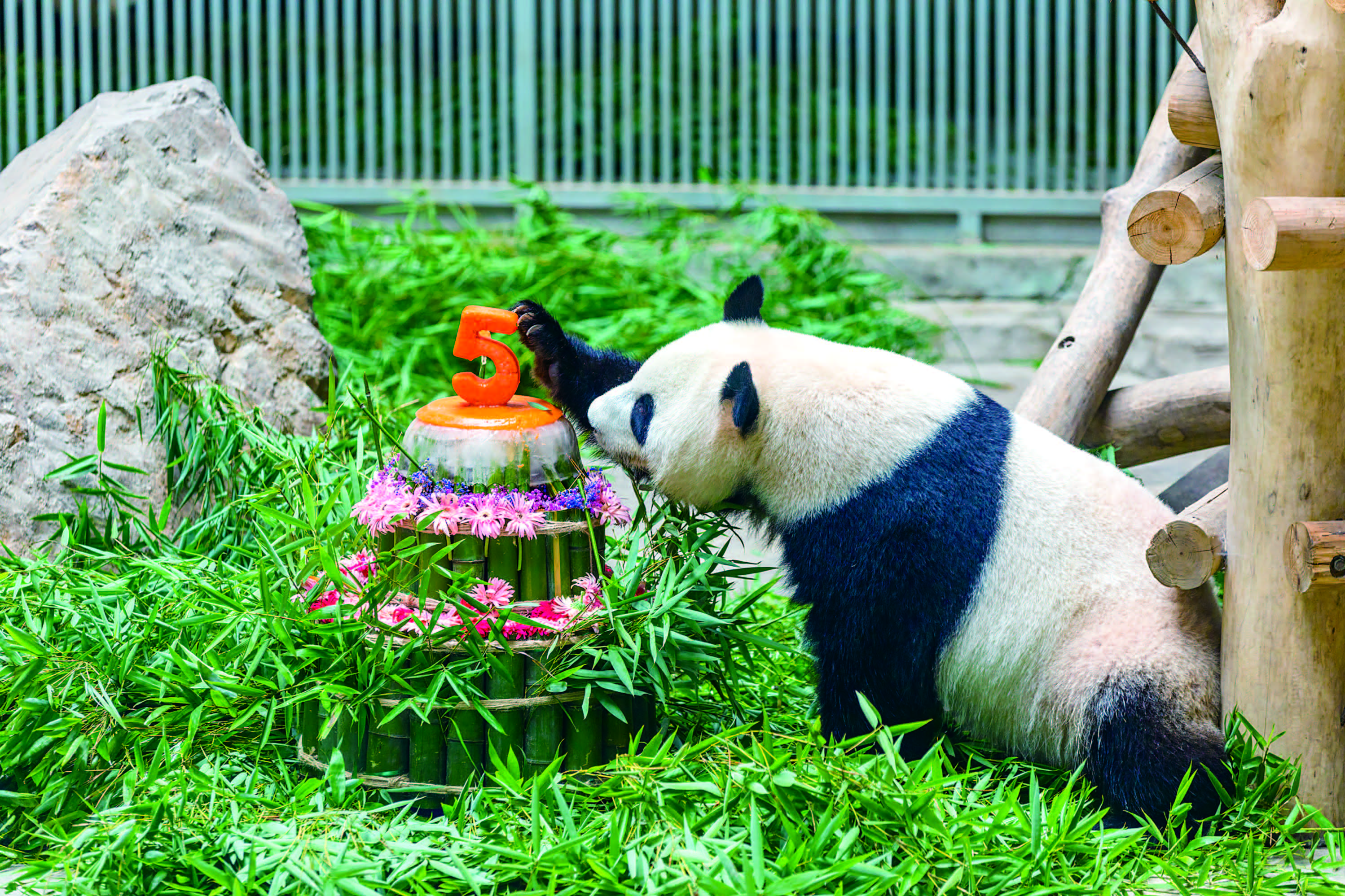 为了筹备此次生日,景区工作人员进行了精心布置,不仅有童趣满满的熊猫
