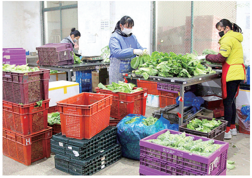 工人们正在分拣新鲜蔬菜