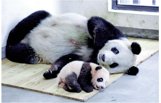 可爱的花生和熊猫妈妈在一起    □上海野生动物园 / 供图