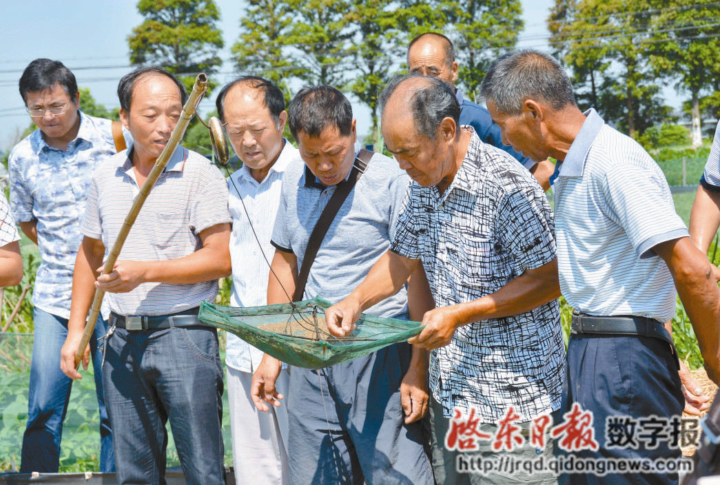 7月31日上午,惠萍鎮大興鎮村連片扣蟹池塘,一大群人圍住養殖示範戶張