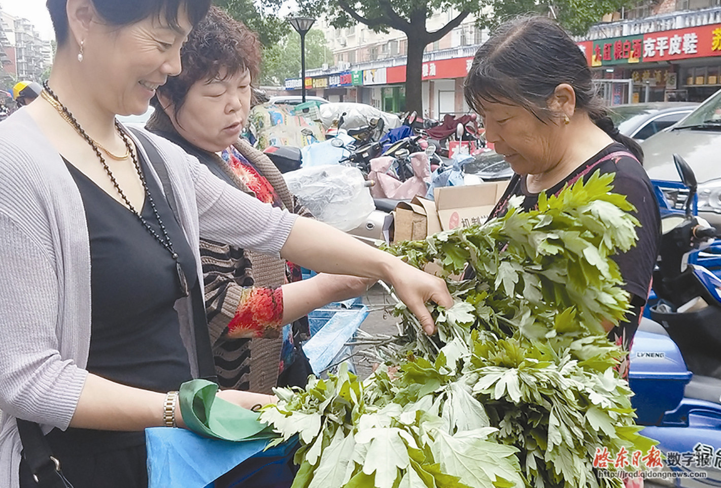 毛清泉 黄菊 摄