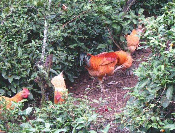 一只两三斤的土鸡可以卖到3                    利用天然的"土"味