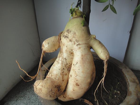 翘着二郎腿的小萝卜