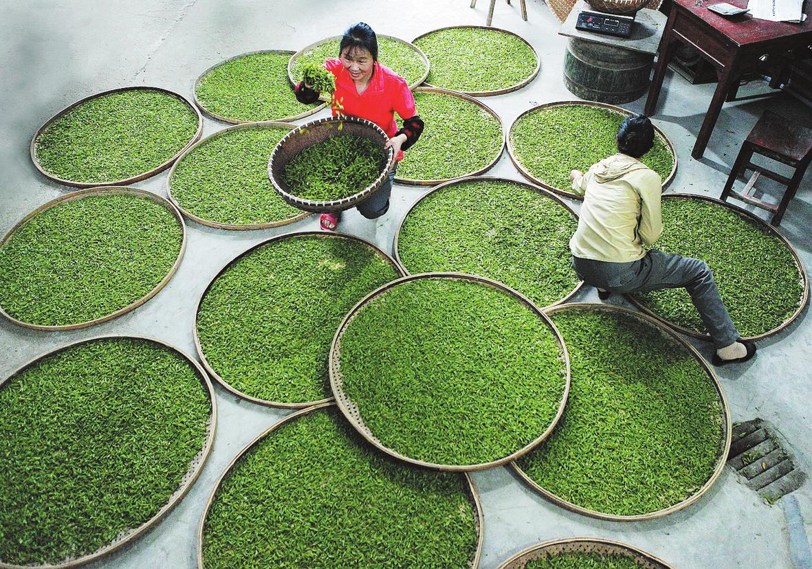 我县茶产业历史悠久,是全国100个茶叶基地县之一,2011年开展实施茶叶