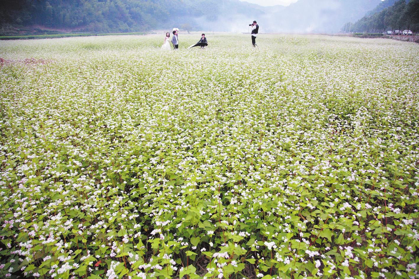 荞麦花开惹人爱