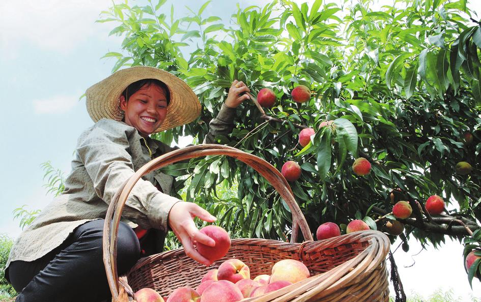 采摘桃子