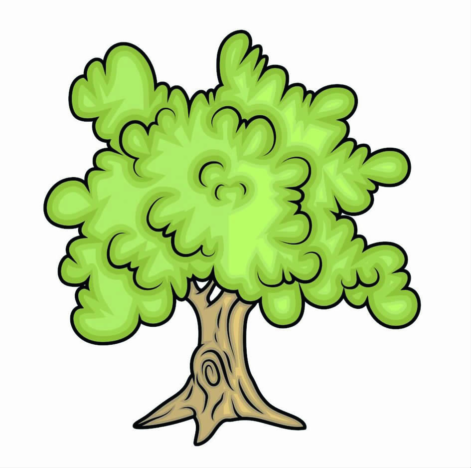 香樟树插画图片