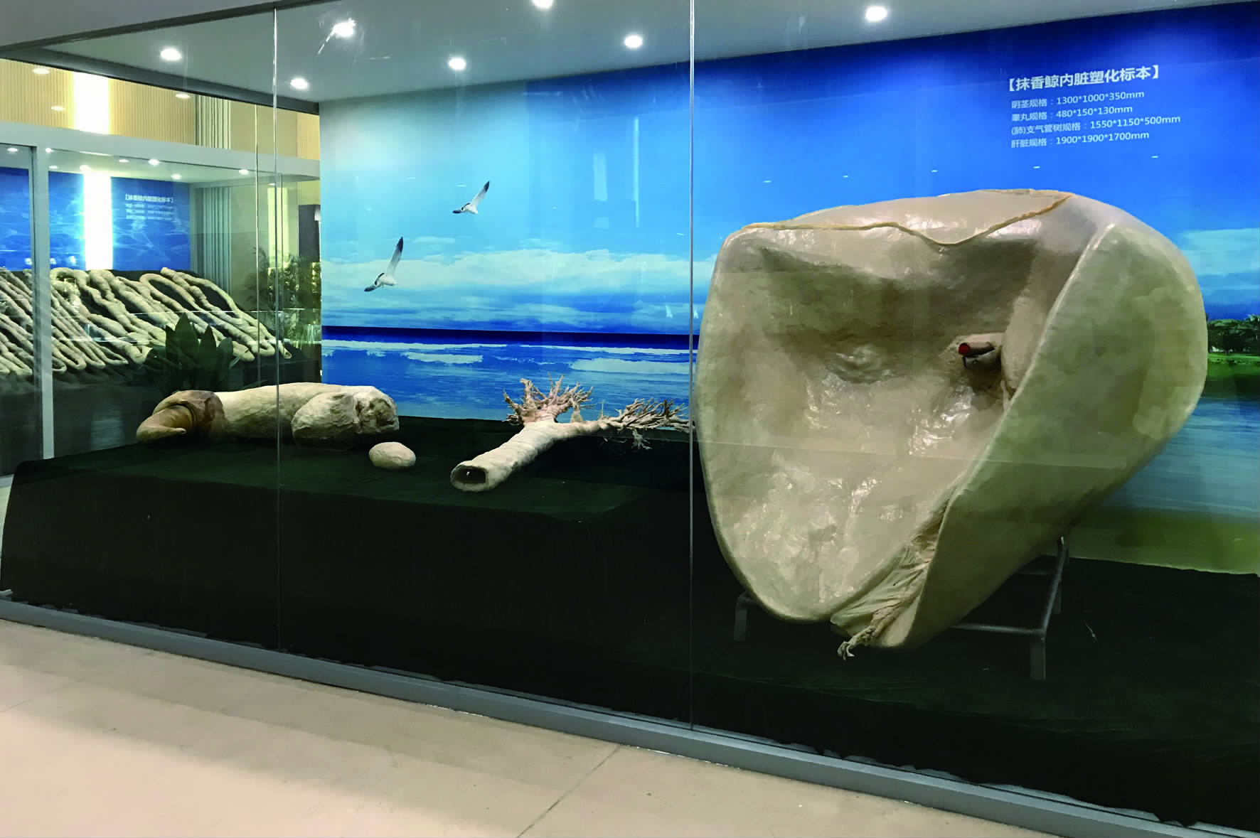 抹香鲸内脏塑化标本正式展出