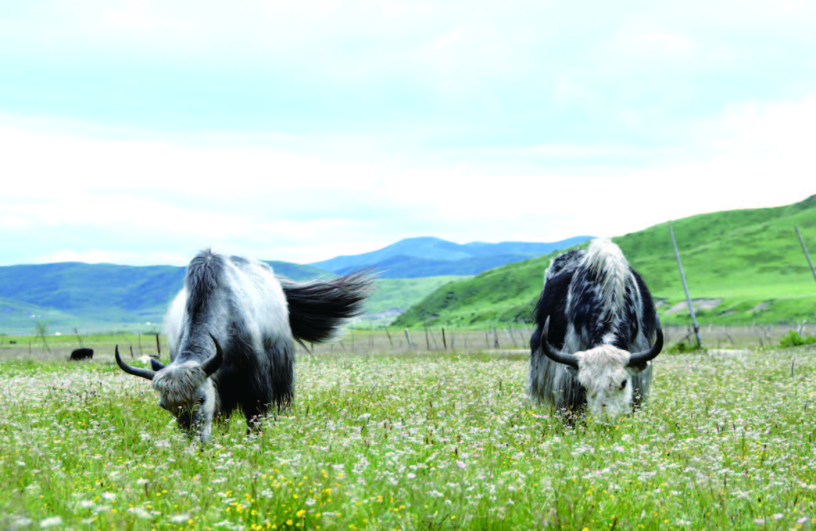 在四川省阿坝藏族羌族自治州红原县的邛溪镇热坤村,两只牦牛在草原上