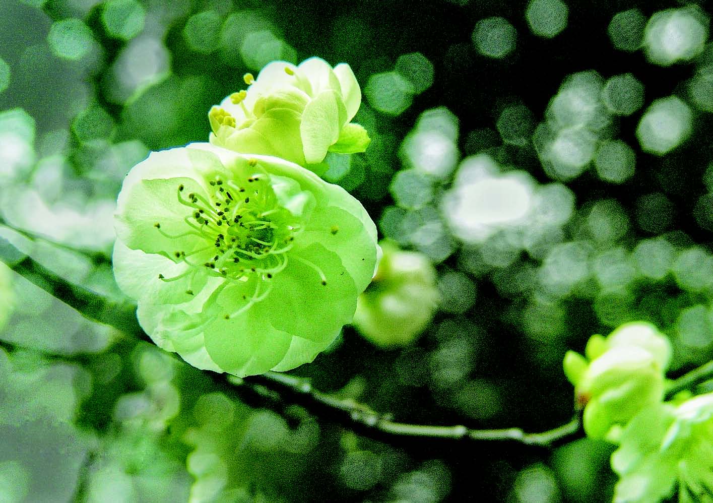 最美绿梅花图片图片