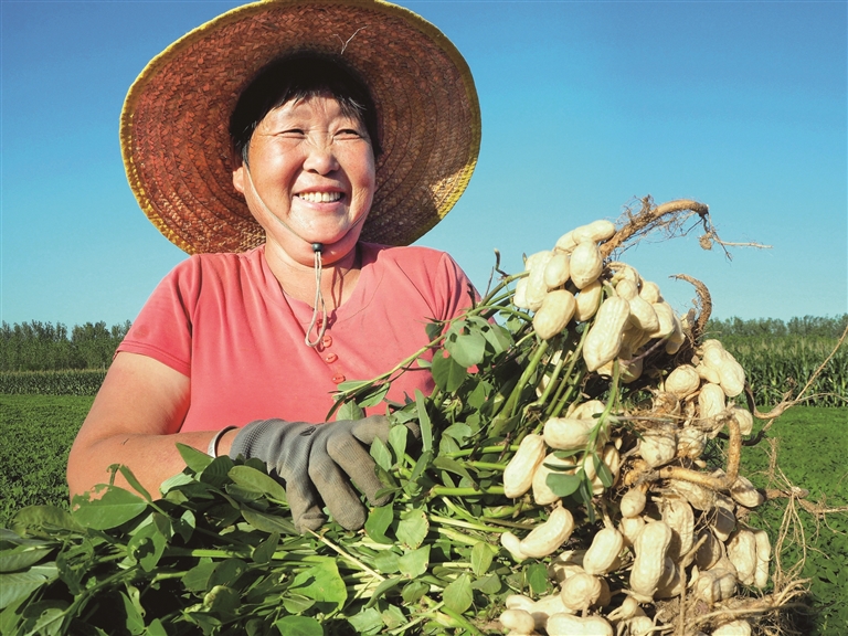 花生喜丰收农民笑开颜